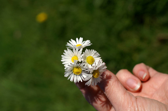 雛菊