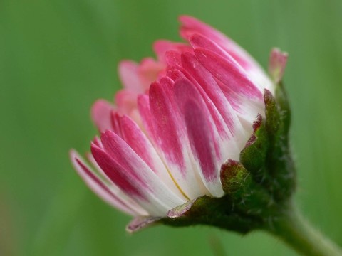 雛菊