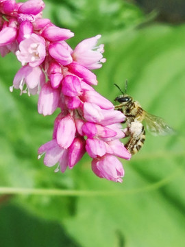 蜜蜂