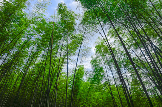 竹林