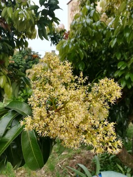荔枝花