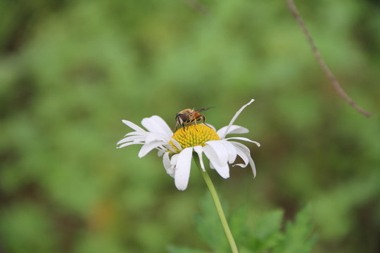 蜜蜂