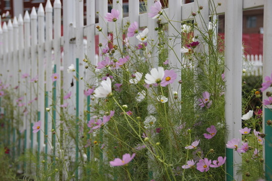 掃帚梅 粉色花 白花 路邊野花