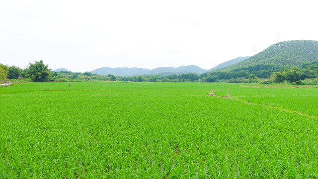 田野 水田 稻田