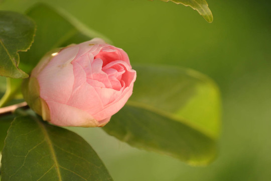 油茶芽