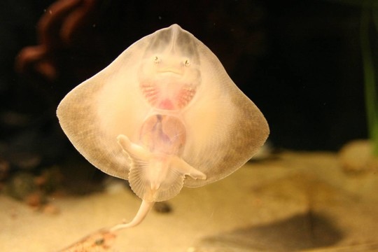 水