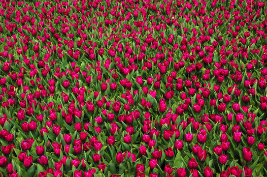 tulpenfeld