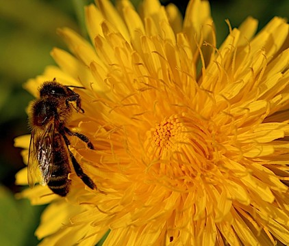 fleissiges bienlein