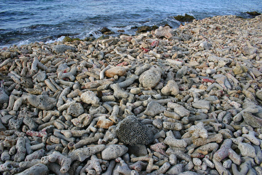 海灘上的珊瑚化石