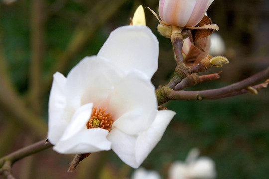 magnolienblüTE