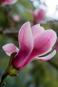 magnolienblüTE