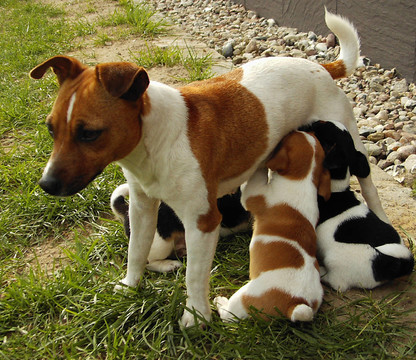 jack russel梗幼犬3