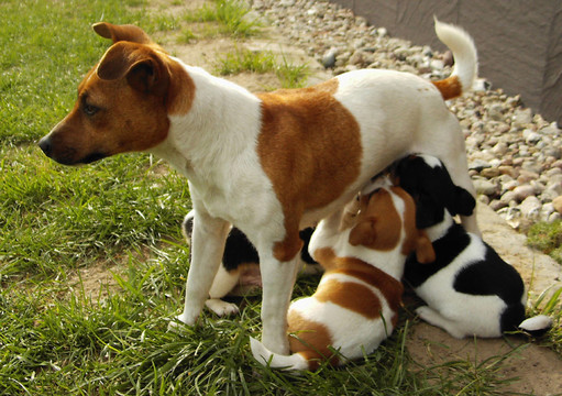 jack russel梗幼犬4
