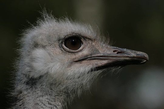 藍(lán)頸鴕鳥