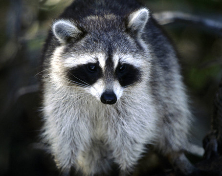 浣熊（Procyon lotor）