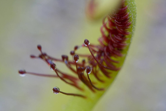 植物