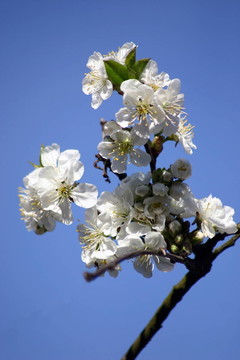 櫻花