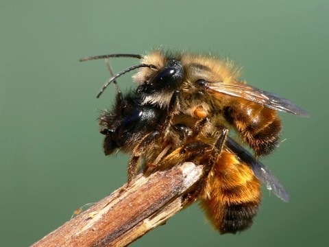 bienensex