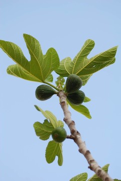 無花果樹