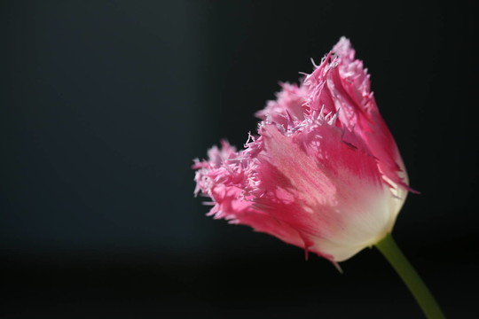 孤獨(dú)的ülpchen