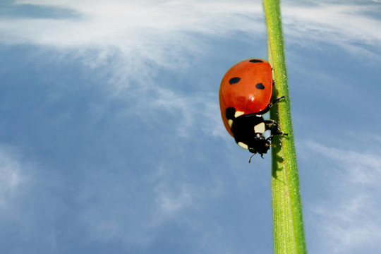 sky beetle