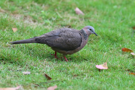 珠頸斑鳩