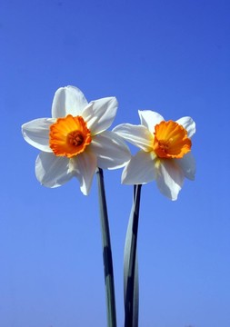 水仙花