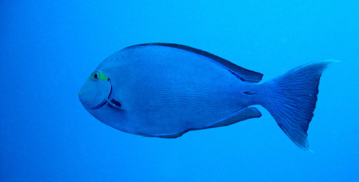 黑刺尾魚，后刺尾鯛