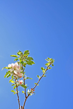 蘋果樹