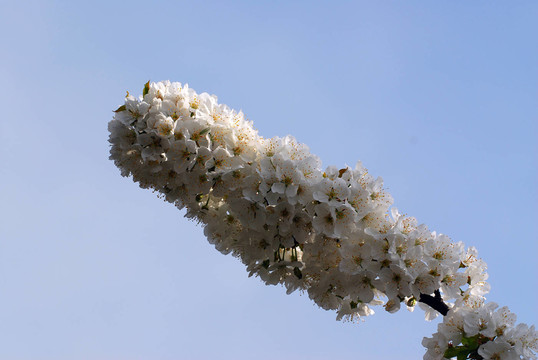 櫻花