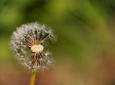 隨風(fēng)飄去