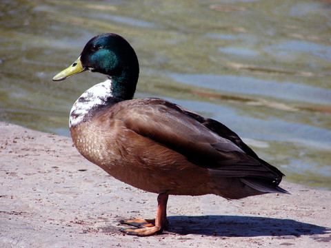 公園的鳥