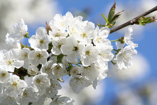 櫻花