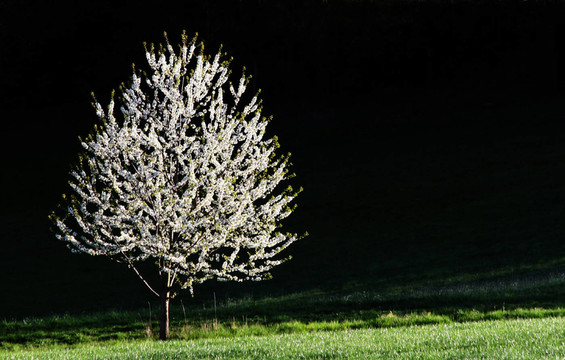 traumzauberbaum