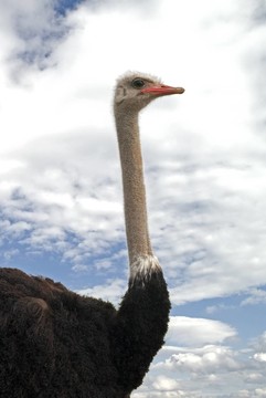 花束