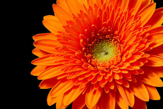 特寫(xiě)視圖的橙色gerbera flower