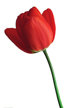 花卉