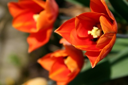 花園