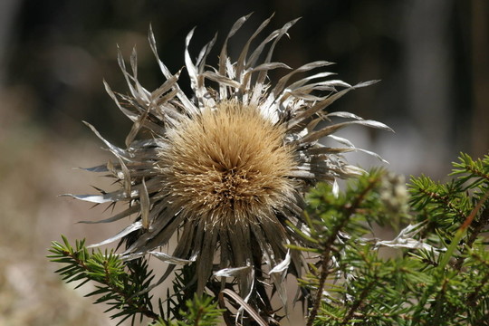 薊
