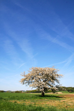 frühling2