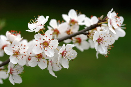 梅花