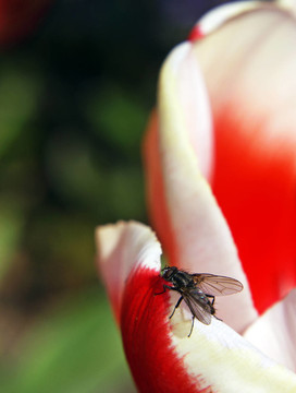 blumenfreund