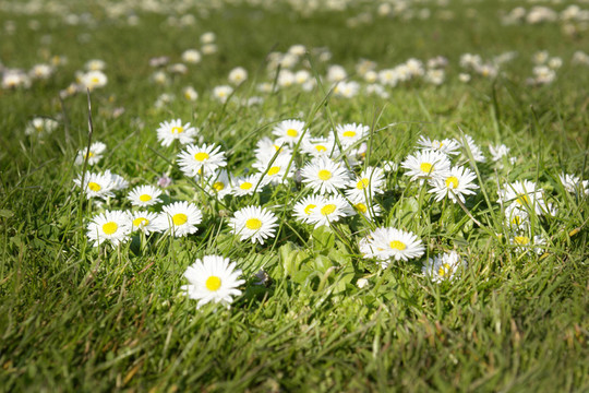 sommerwiese
