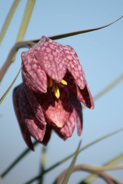 schachblume 2