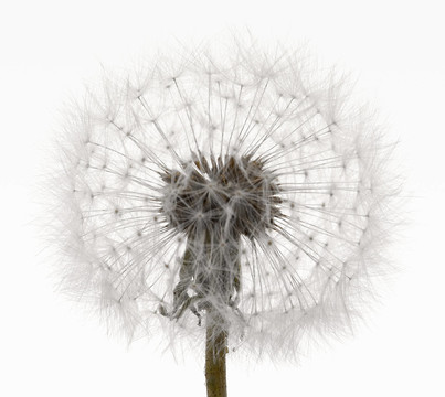 我pusteblume