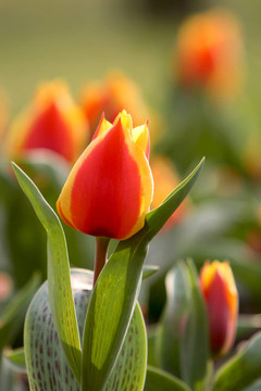tulpenmeer紅黃4