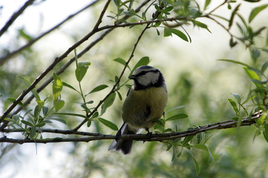 bluetit