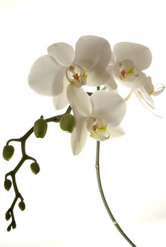 白蘭花，花蕾盛開(kāi)