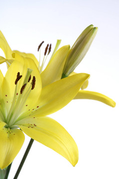 黃花百合花