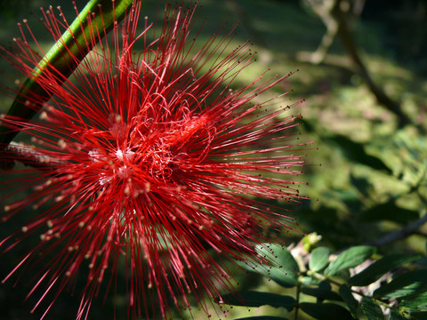 花園